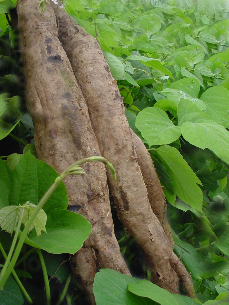 1760855940888581.png 葛根_副本800.png