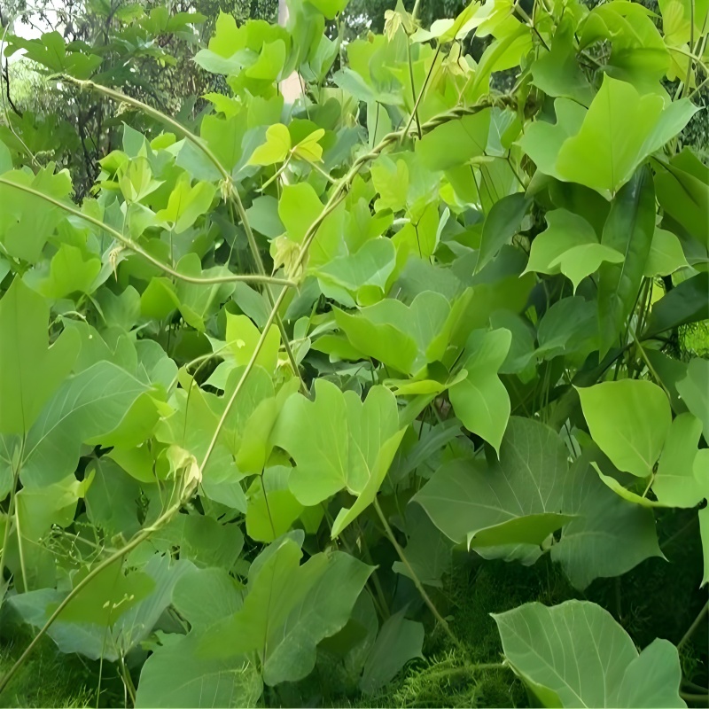 1761120283526746.jpg e06bdda1-e365-44c7-8bae-e27dc07a799d.jpg