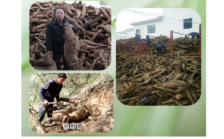 一勺野生葛根粉里的「古今對話」，從古籍記載到現(xiàn)代餐桌的清涼傳承