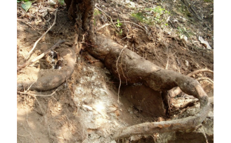 葛根粉：認準 10 年黃金期，拒絕 “年份噱頭”