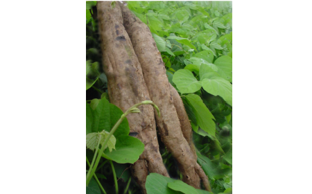 吃了這么多年的野生葛根粉，你吃對了嗎？