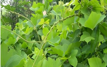 七夕寵妻狂魔就選它！二月風雙有機野生葛根粉，健康又有文化味 
