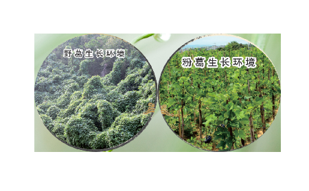 高學(xué)歷養(yǎng)生黨親測：這款雙有機(jī)野生葛根粉，憑什么成日常優(yōu)選？?