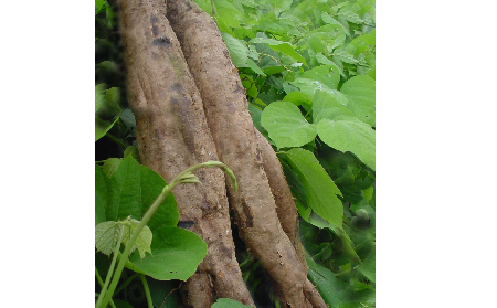 長期吃葛粉是養(yǎng)生還是傷身？科學(xué)解讀它的三大益處，讓你吃得更明白！