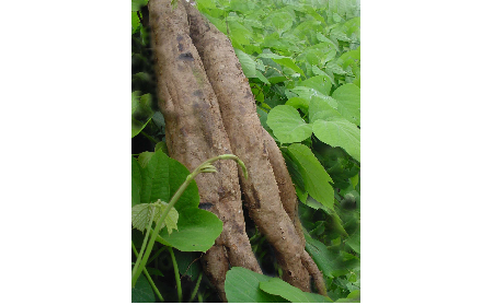 正宗的野生葛根粉，本質(zhì)是淀粉嗎？探秘千年本草中的自然饋贈(zèng)
