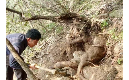 藏在隨州深山里的自然饋禮：二月風(fēng)有機(jī)野生葛根粉，守護(hù)孩子純粹成長